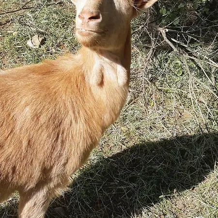 Panzió Durusu Ciftlik Evleri